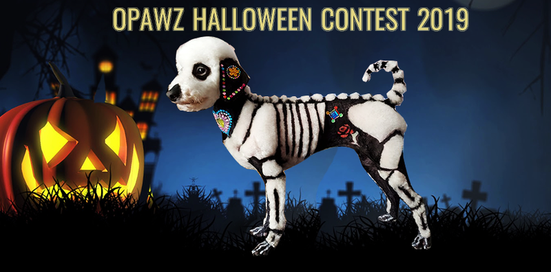 Halloween Dog Grooming Contest 2019 โ Best Creative Dog Grooming Ideas from OPAWZ