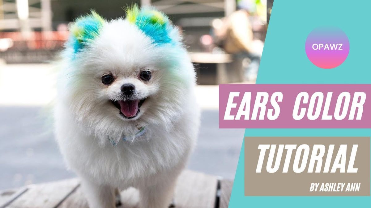 How To Dye Dog'S Ears