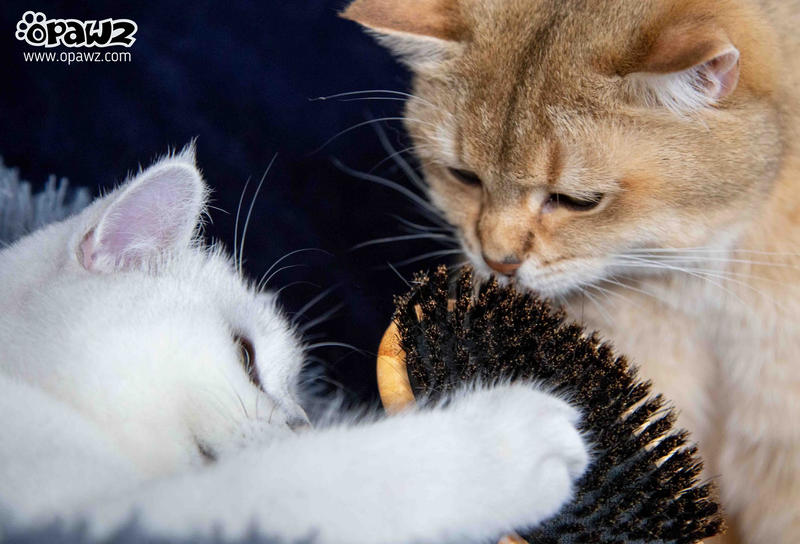 Persian cat hair brush hot sale