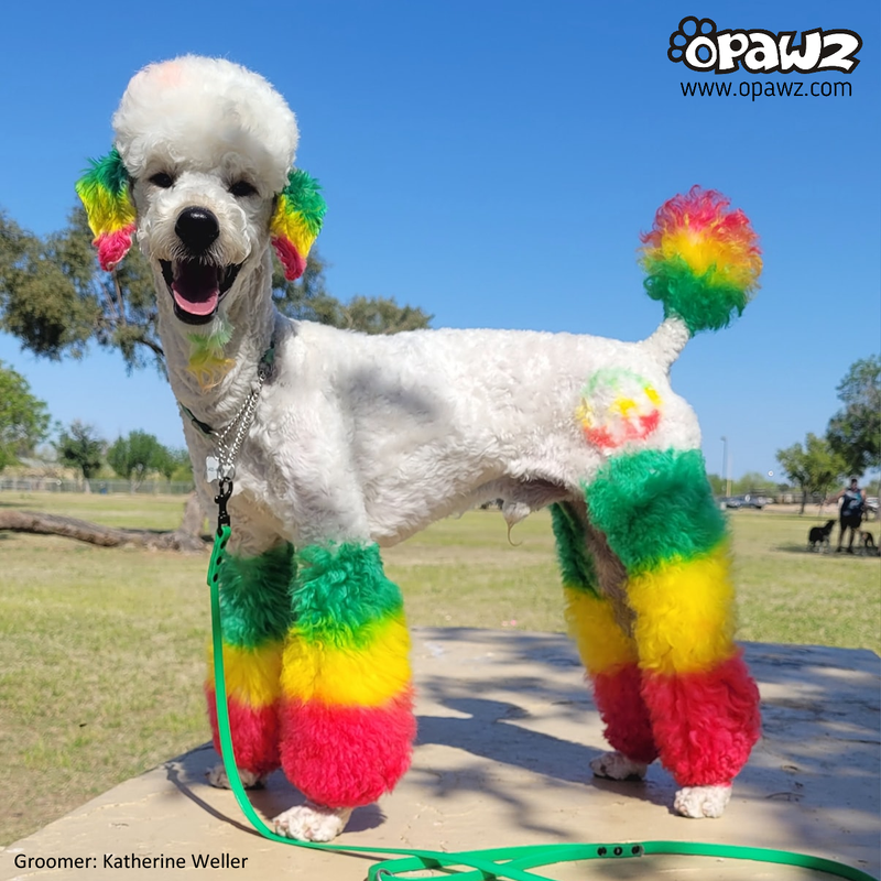 Pet dye for clearance dogs