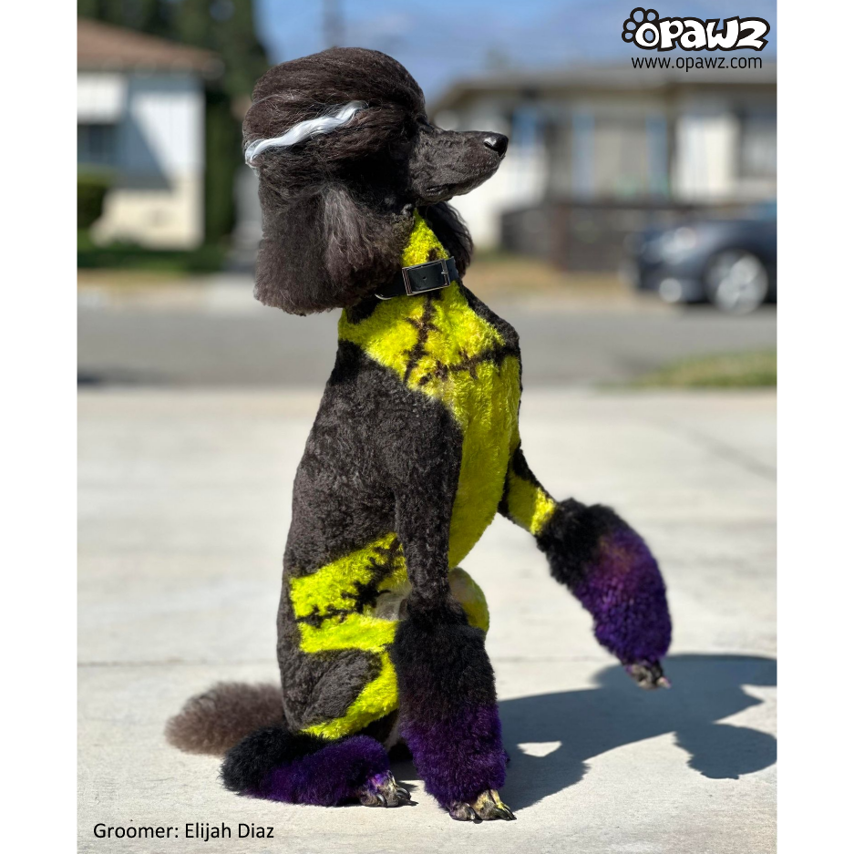 Teinture pour poils de chien Vert tendre (PD10)