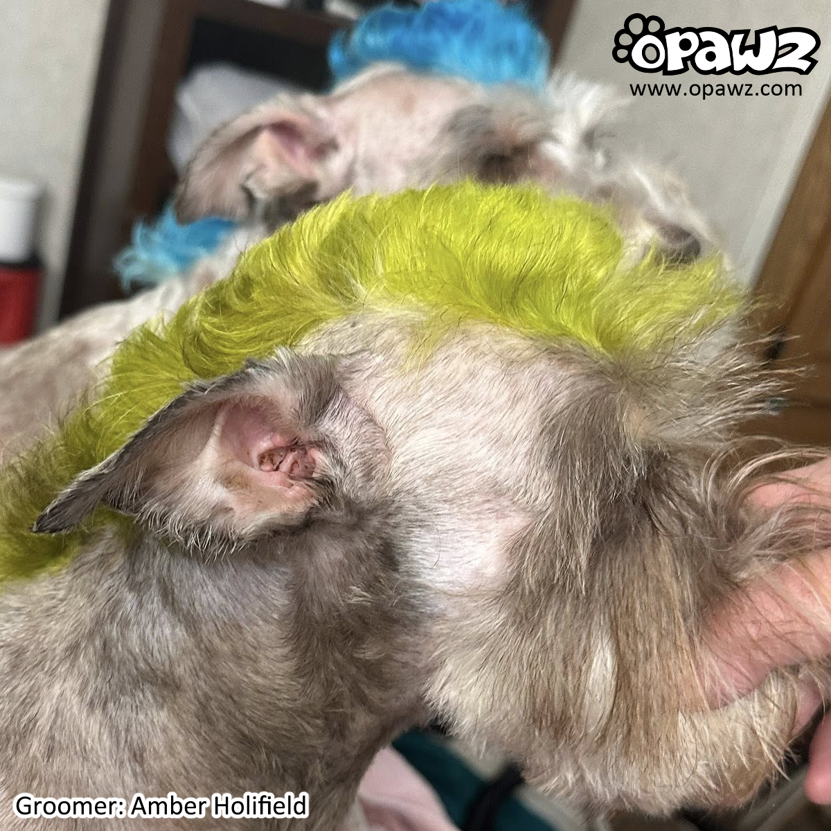 Teinture pour poils de chien Vert tendre (PD10)