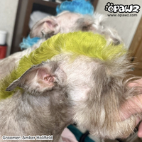 Teinture pour poils de chien Vert tendre (PD10)