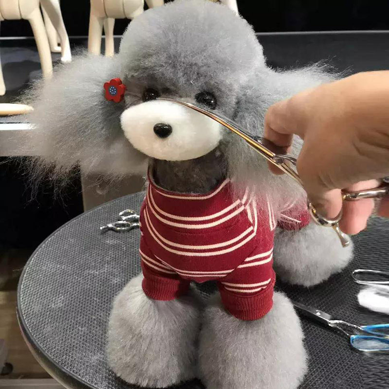 Grey Teddybear Toy Poodle Model Dog