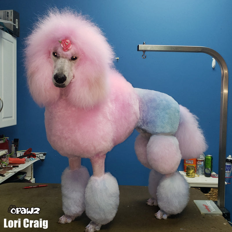 Dog Groomer Pink Poodle Grooming Poodle Puppy Prancing Poodle