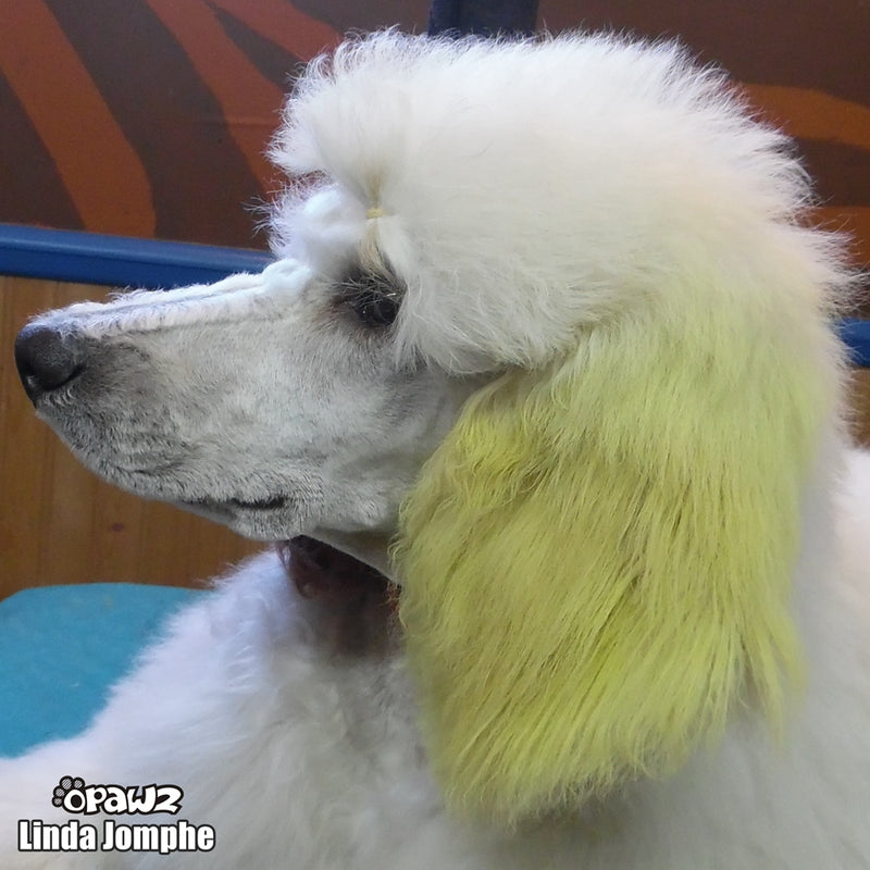 Yellow Pet Paint Pen - Temporarily Pet Color - Safe and Non-Toxic – OPAWZ