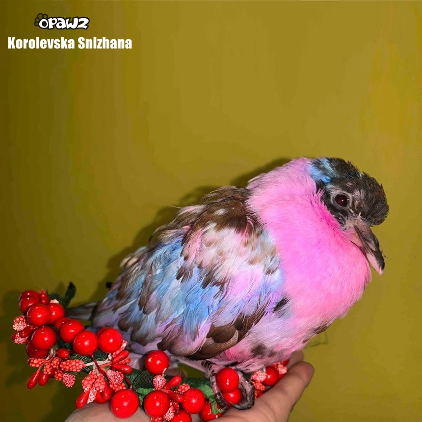 Pack économique de 5 shampooings et revitalisants colorés (VP32)