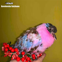 Pack économique de 5 shampooings et revitalisants colorés (VP32)