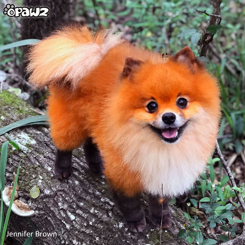 Best hair top dye for dogs