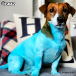 Dog Hair Dye - Innocent Blue (PD05)