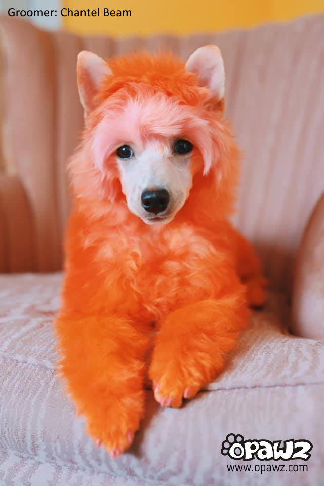OPAWZ Semi Permanent Dog Hair Dye Pumpkin Orange