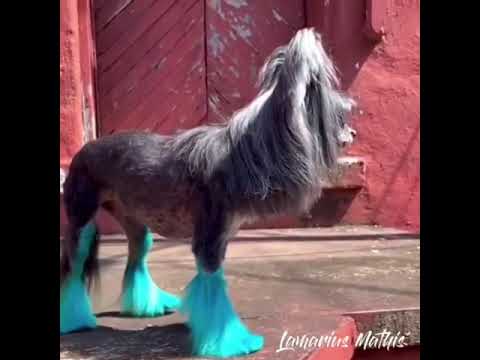 Dog Hair Dye - Lamarius Blue (PD27)