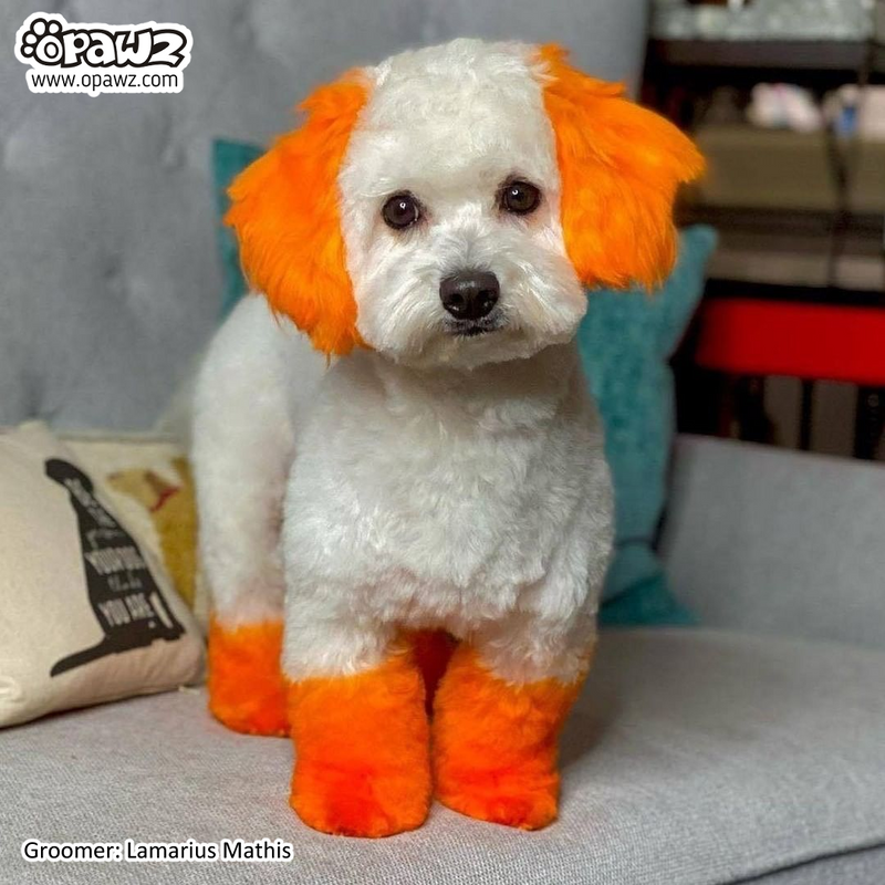 Canine hair dye hotsell