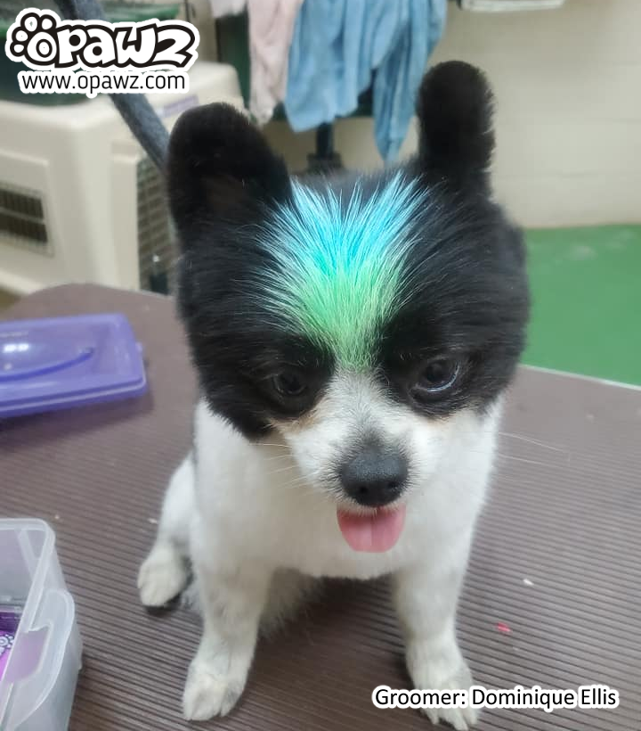 Opawz hair dye hot sale