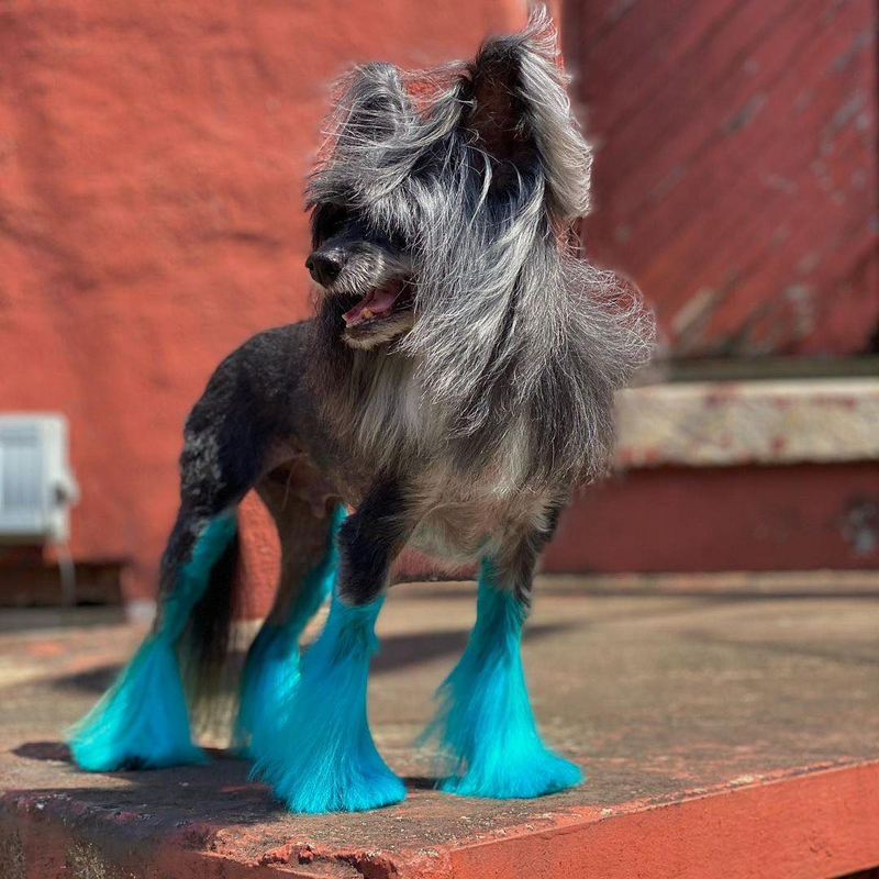 Dog Hair Dye - Lamarius Blue (PD27)