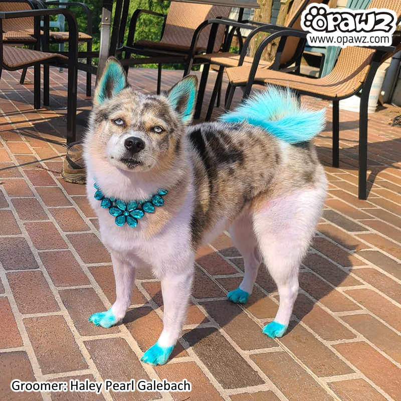 Blue dog hair dye outlet