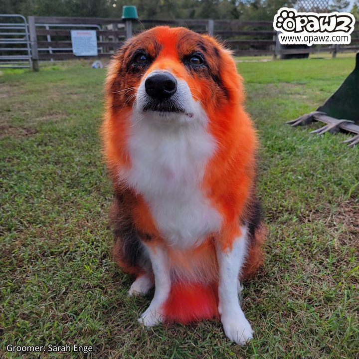 Dog Hair Dye - Flame Orange (PD18)