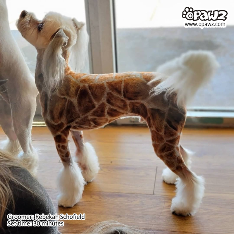 Dogs Fur Dog Groomers That Dye Hair Near Me Dog Grooming Hair