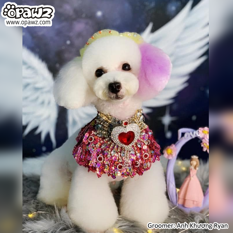 Dog sales hair chalk