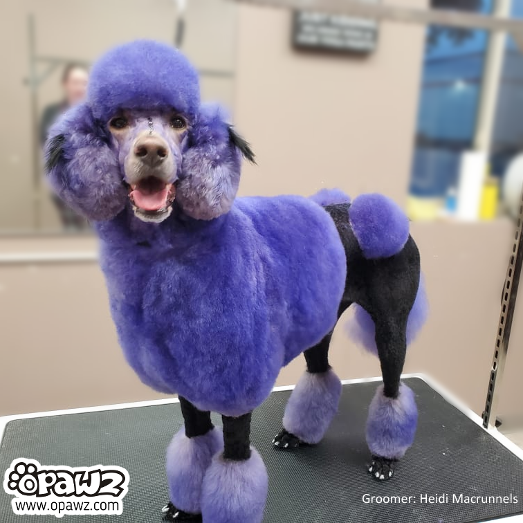 Indigo Purple Dog Hair Dye by OPAWZ Lasts 20 Washes