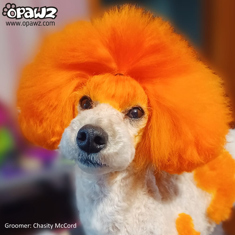 Dog Hair Dye Ardent Orange PD02