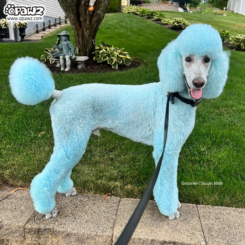 Dog shampoo sales for guinea pigs