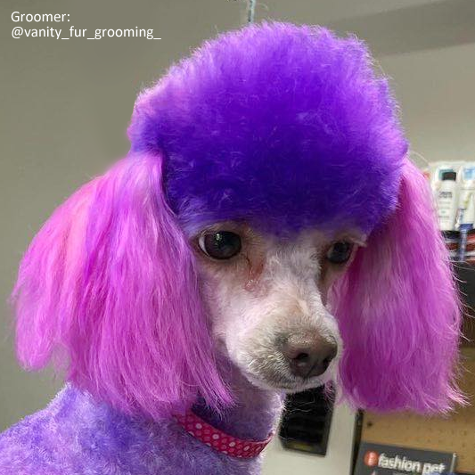 Dog Hair Dye - Chic Violet (PD28)