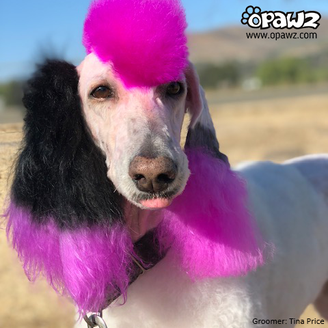 Dog Hair Dye - Adorable Pink (PD03) – OPAWZ Canada