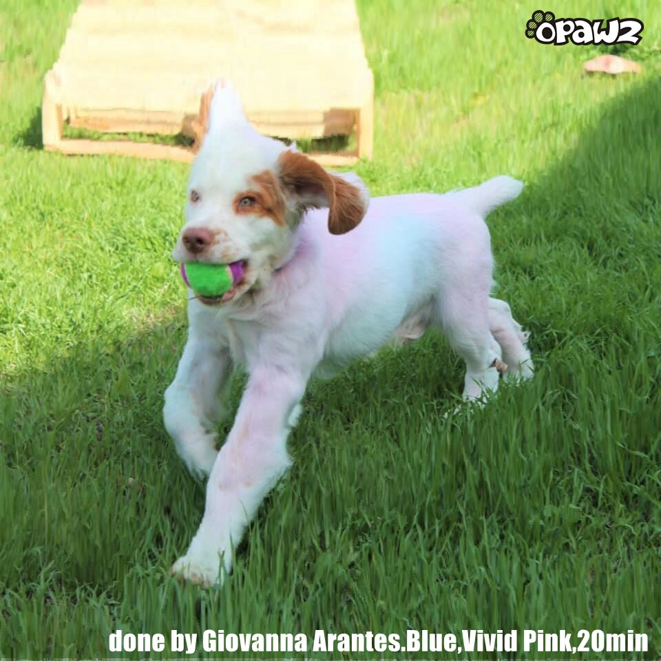 Pack économique de 5 shampooings et revitalisants colorés (VP32)