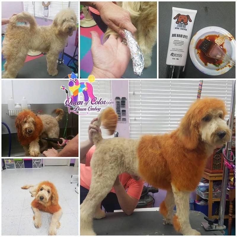 Dog Hair Dye - Vital Copper (PD26)