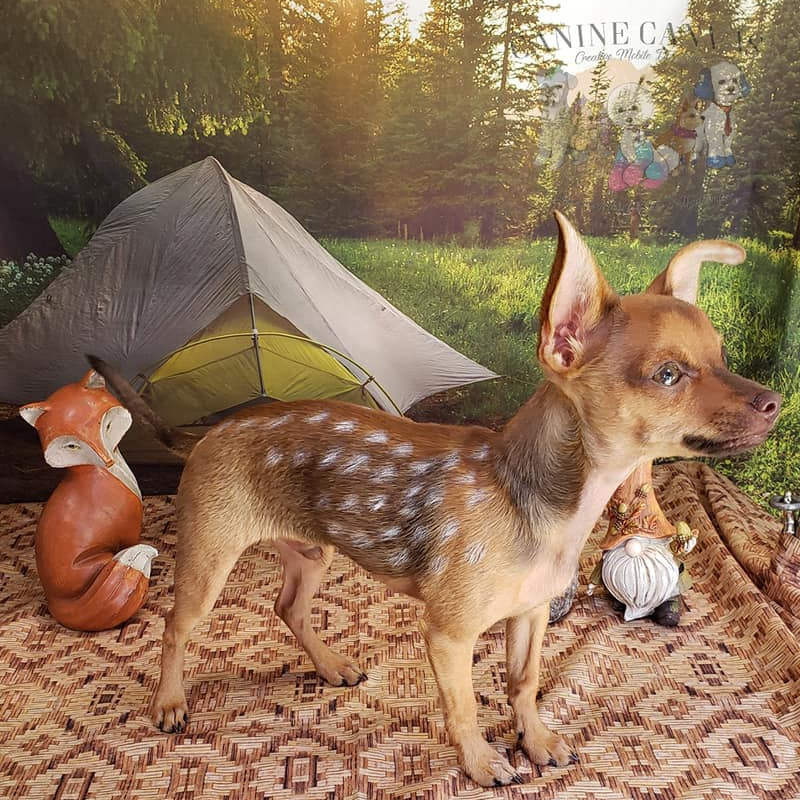 Non toxic paint for dogs discount