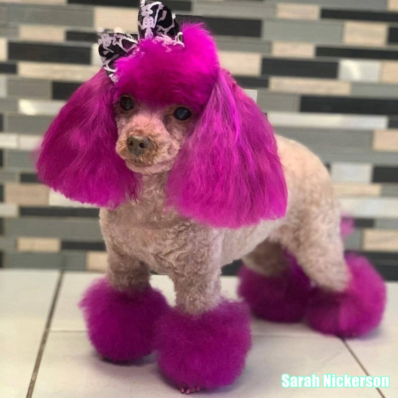 Dog Hair Dye-Charm Pink (PD17)