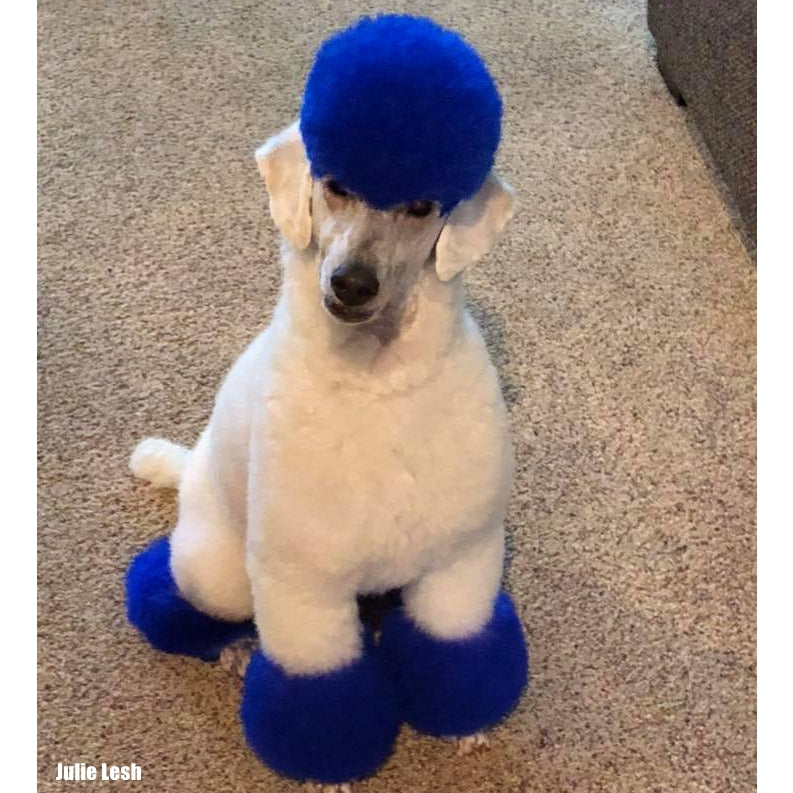 Teinture pour poils de chien - Bleu cobalt (PD11)