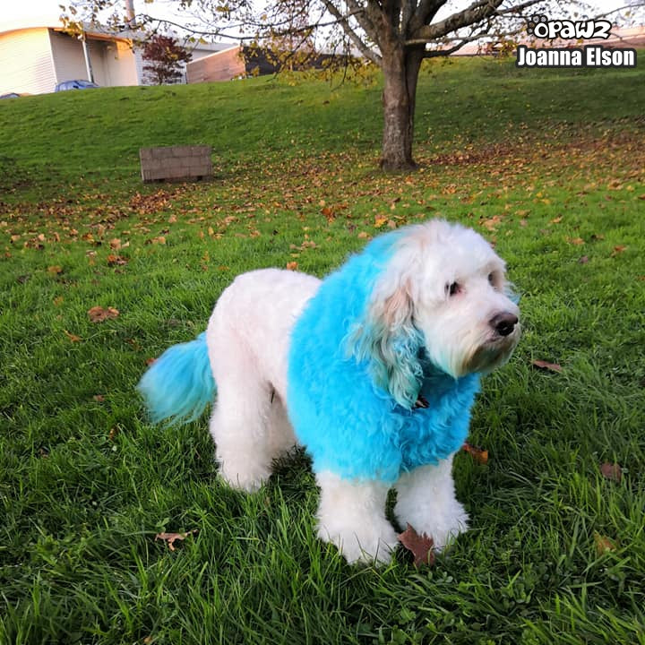 Semi Permanent Dye Green Dog Hair Dye OPAWZ Semi-Permanent Dog