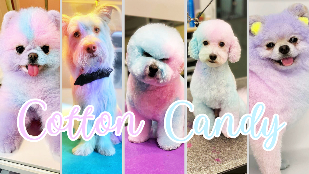 Cotton Candy Style Creative Dog Grooming with OPAWZ Pet Color Shampoo