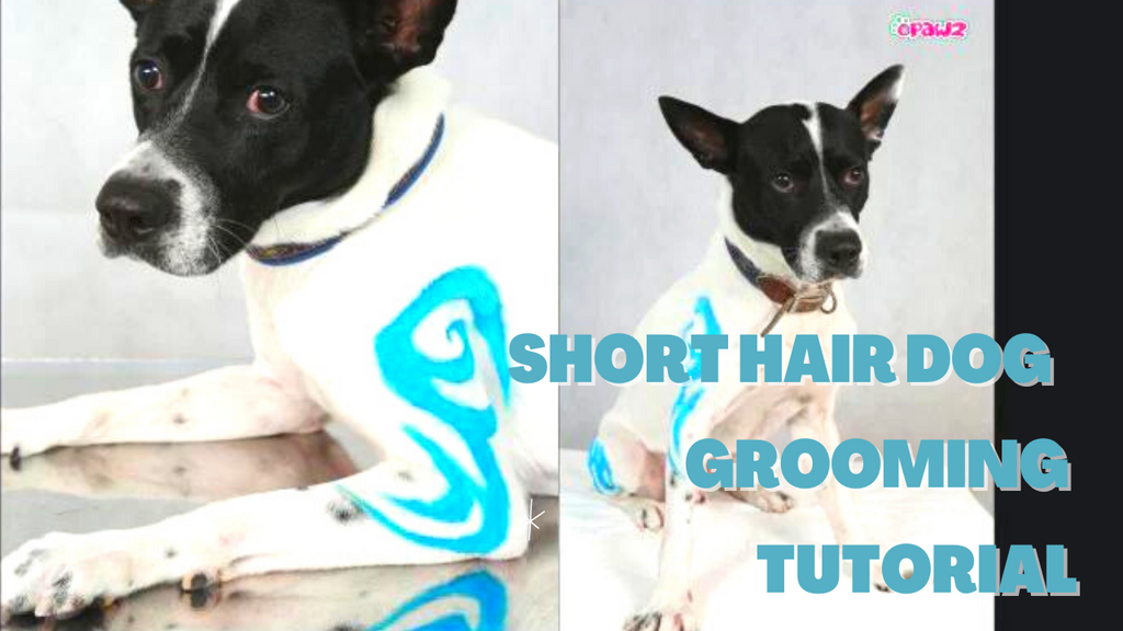 Short Hair Dog Dyeing Creative Grooming Tutorial