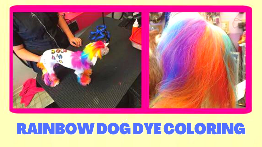 Rainbow Dog Dye Coloring