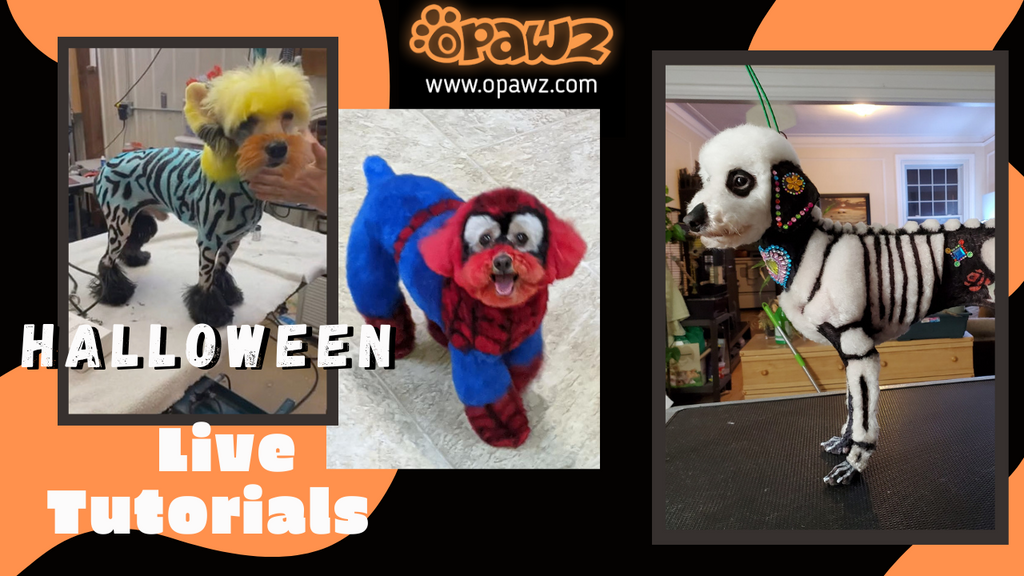 Dog Safe Dye| OPAWZ Halloween Creative Dog Grooming Live Tutorials