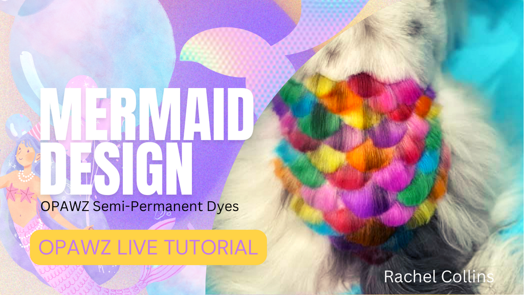 Creative Dog Grooming With Mermaid Design By Rachel Collins | OPAWZ Live Tutorial