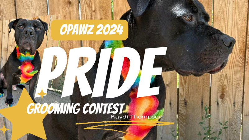 OPAWZ Pride Creative Dog Grooming Contest 2024