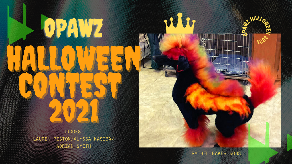 Happy Halloween Dog Grooming | OPAWZ Halloween Creative Grooming Contest 2021