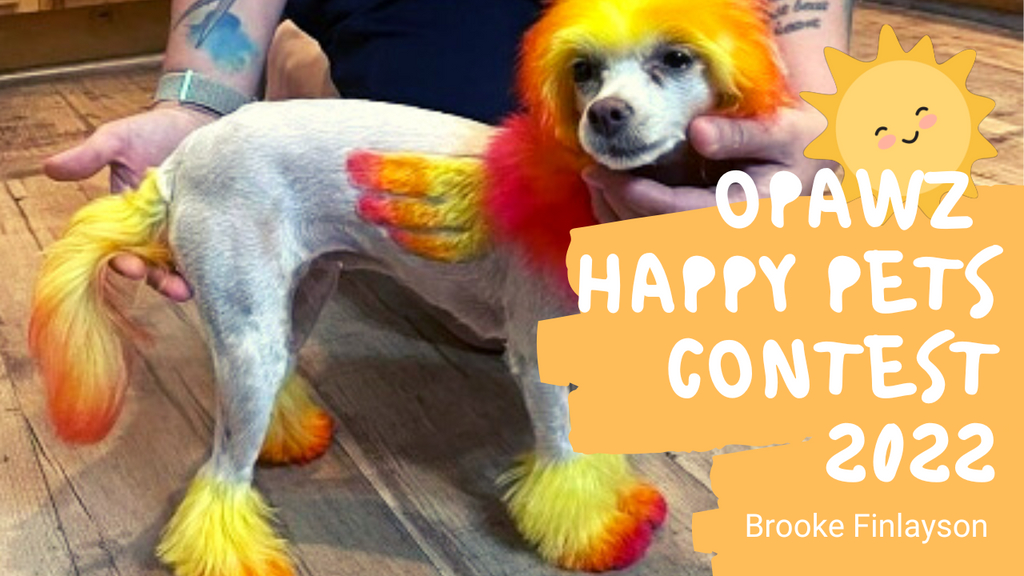 OPAWZ Pet grooming contest