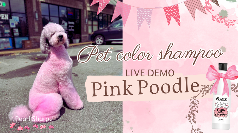 Pink Poodle Creative Dog Grooming with OPAWZ Pet Color Shampoo | Live Tutorial