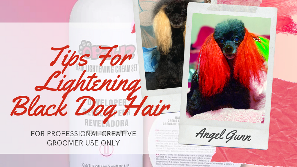 Tips For Lightening Black Dog Hair