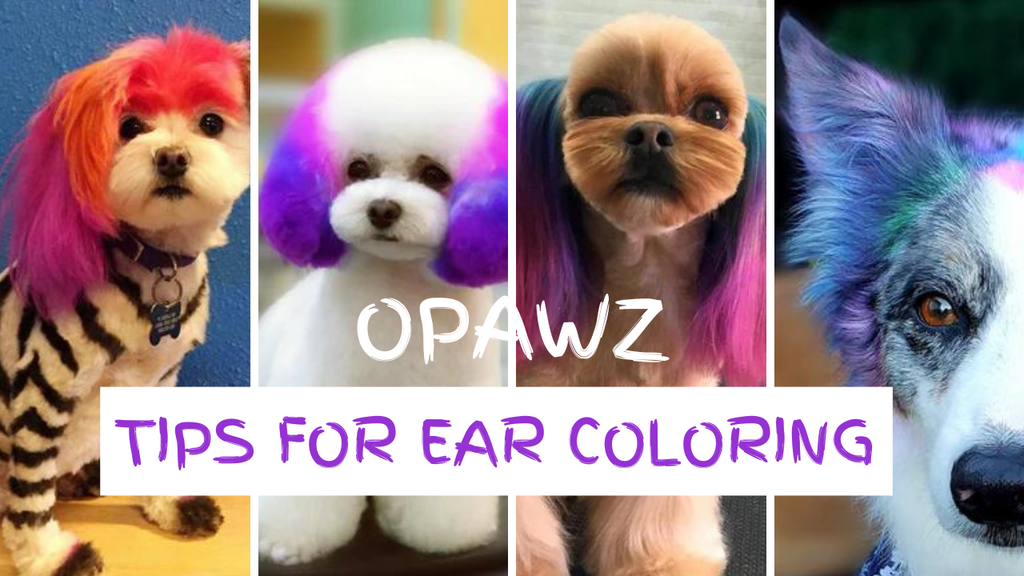 Tips for Ear Coloring | OPAWZ Creative Dog Grooming