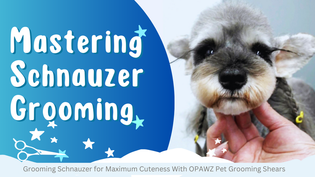 The Ultimate Guide to Grooming Schnauzer for Maximum Cuteness With OPAWZ Pet Grooming Shears