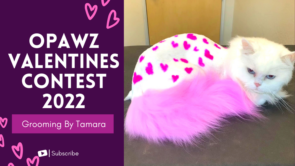 Valentine’s Day Pet Grooming Contest 2022 – OPAWZ Creative Grooming