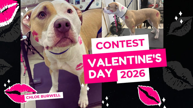 OPAWZ Valentine's Day Creative Grooming Contest 2026