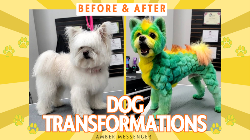Dog Hair Dye Before & After the Safe Creative Grooming Transformations with OPAWZ