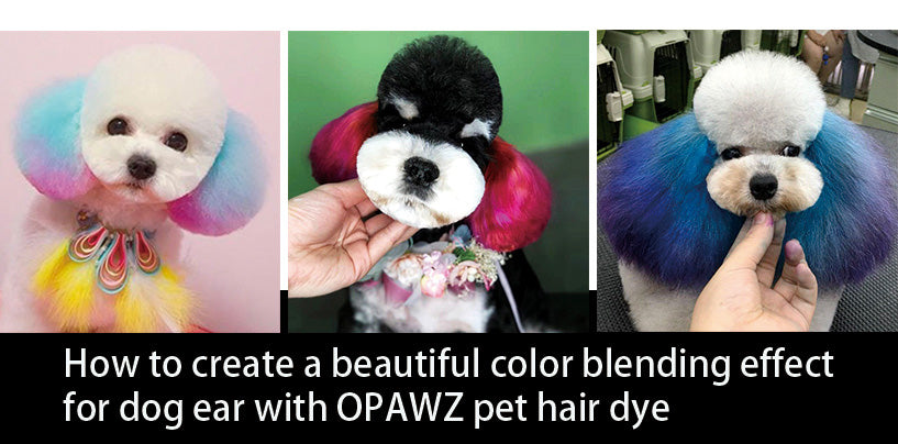 How to Create a Beautiful Color Blending Effect for Dog's Ears by Using OPAWZ Pet Hair Dye?
